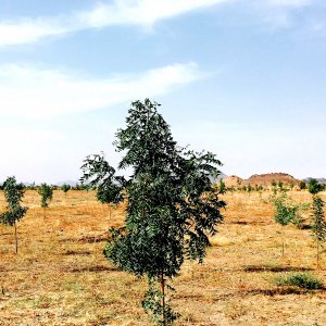 Planta árboles, revitaliza la naturaleza